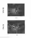 Fig. 08 - METHOD FOR DETERMINING THE STATE OF A CELL AGGREGATION, IMAGE PROCESSING PROGRAM AND IMAGE PROCESSING DEVICE USING THE METHOD, AND METHOD FOR PRODUCING A CELL AGGREGATION