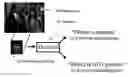 Fig. 01 - Object recognizer and detector for two-dimensional images using Bayesian network based classifier