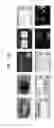 Fig. 12 - Automatic static video summarization
