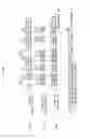 Fig. 40 - Recording medium, reproducing device, recording method and reproducing method