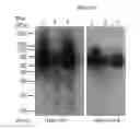 Fig. 10 - Cytotoxicity Mediation of Cells Evidencing Surface Expression of CD44