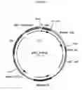 Fig. 25 - Cytotoxicity Mediation of Cells Evidencing Surface Expression of CD44