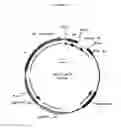 Fig. 30 - Cytotoxicity Mediation of Cells Evidencing Surface Expression of CD44