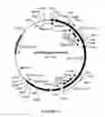 Fig. 41 - Cytotoxicity Mediation of Cells Evidencing Surface Expression of CD44