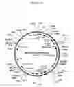 Fig. 46 - Cytotoxicity Mediation of Cells Evidencing Surface Expression of CD44