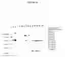 Fig. 48 - Cytotoxicity Mediation of Cells Evidencing Surface Expression of CD44