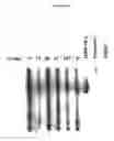 Fig. 50 - Cytotoxicity Mediation of Cells Evidencing Surface Expression of CD44