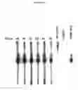 Fig. 51 - Cytotoxicity Mediation of Cells Evidencing Surface Expression of CD44
