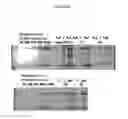 Fig. 52 - Cytotoxicity Mediation of Cells Evidencing Surface Expression of CD44