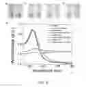 Fig. 04 - NUCLEIC ACID-MEDIATED SHAPE CONTROL OF NANOPARTICLES FOR BIOMEDICAL APPLICATIONS