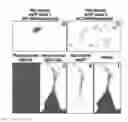 Fig. 01 - Monomeric variants of the tetrameric eqFP611
