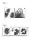 Fig. 05 - Monomeric variants of the tetrameric eqFP611