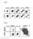 Fig. 06 - Monomeric variants of the tetrameric eqFP611