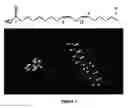 Fig. 02 - Method for forming cyclodextrin polymer and lipophilic compound emulsions, resulting emulsions, and compositions including said emulsions
