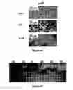 Fig. 04 - Method for forming cyclodextrin polymer and lipophilic compound emulsions, resulting emulsions, and compositions including said emulsions