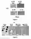 Fig. 05 - Method for forming cyclodextrin polymer and lipophilic compound emulsions, resulting emulsions, and compositions including said emulsions