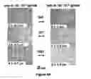 Fig. 06 - Method for forming cyclodextrin polymer and lipophilic compound emulsions, resulting emulsions, and compositions including said emulsions