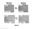 Fig. 12 - Method for forming cyclodextrin polymer and lipophilic compound emulsions, resulting emulsions, and compositions including said emulsions
