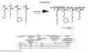 Fig. 25 - NUCLEIC ACID DELIVERY COMPOUNDS
