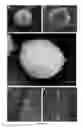 Fig. 03 - Compositions and methods for modulating an immune response