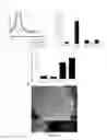 Fig. 22 - Compositions and methods for modulating an immune response