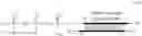 Fig. 06 - SYNTHETIC METHODS AND DERIVATIVES OF TRIPHOSPHATE OLIGONUCLEOTIDES