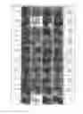 Fig. 08 - Biofungicidal composition for controlling phytopathogenic fungi