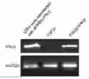 Fig. 01 - NEURAL STEM CELL COMPOSITION CAPABLE OF TREATING CANCER AND METHOD OF TREATMENT