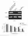 Fig. 02 - NEURAL STEM CELL COMPOSITION CAPABLE OF TREATING CANCER AND METHOD OF TREATMENT