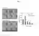 Fig. 03 - NEURAL STEM CELL COMPOSITION CAPABLE OF TREATING CANCER AND METHOD OF TREATMENT