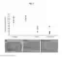 Fig. 06 - NEURAL STEM CELL COMPOSITION CAPABLE OF TREATING CANCER AND METHOD OF TREATMENT