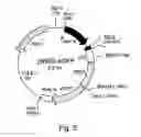 Fig. 04 - Stem cells for transplantation and methods for production thereof