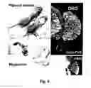 Fig. 06 - Stem cells for transplantation and methods for production thereof