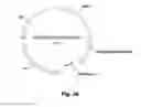 Fig. 17 - Stem cells for transplantation and methods for production thereof