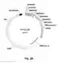 Fig. 19 - Stem cells for transplantation and methods for production thereof