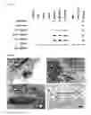 Fig. 04 - Induced pluripotent stem cell produced by transfecting a human neural stem cell with an episomal vector encoding the Oct4 and Nanog proteins