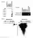 Fig. 05 - Induced pluripotent stem cell produced by transfecting a human neural stem cell with an episomal vector encoding the Oct4 and Nanog proteins