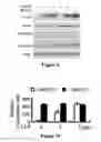Fig. 09 - Method for therapeutic angiogenesis