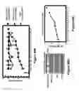 Fig. 35 - Method for therapeutic angiogenesis