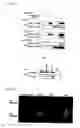 Fig. 09 - Phosphorylation-inhibiting agent or dephosphorylating agent for PTEN