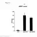 Fig. 10 - Phosphorylation-inhibiting agent or dephosphorylating agent for PTEN