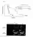 Fig. 16 - Phosphorylation-inhibiting agent or dephosphorylating agent for PTEN