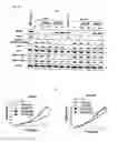 Fig. 18 - Phosphorylation-inhibiting agent or dephosphorylating agent for PTEN