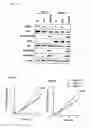 Fig. 19 - Phosphorylation-inhibiting agent or dephosphorylating agent for PTEN