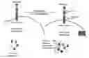 Fig. 01 - Targeted identification of immunogenic peptides