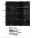 Fig. 08 - USE OF CYTOPLASMIC C-MYC FOR REGULATING IMMUNE RESPONSES