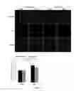 Fig. 10 - USE OF CYTOPLASMIC C-MYC FOR REGULATING IMMUNE RESPONSES
