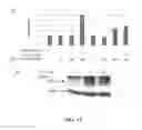 Fig. 12 - USE OF CYTOPLASMIC C-MYC FOR REGULATING IMMUNE RESPONSES