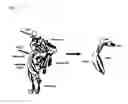 Fig. 05 - IMMUNOGENIC AND THERAPEUTIC COMPOSITIONS FOR STREPTOCOCCUS PYOGENES