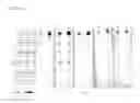 Fig. 16 - IMMUNOGENIC AND THERAPEUTIC COMPOSITIONS FOR STREPTOCOCCUS PYOGENES